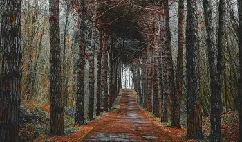 Belgrad Forest in Istanbul – Most Beautiful Green Space in the City