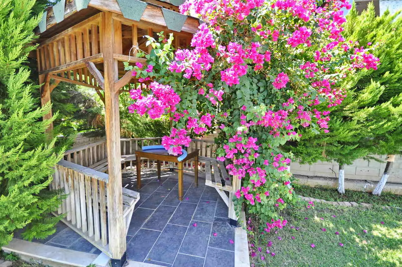 Mature garden